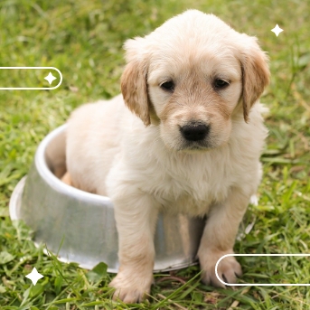 Cuantas comida debe comer un perro